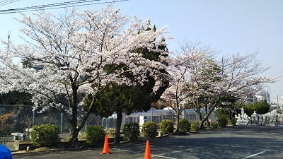 桜の見ごろ