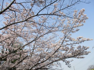 桜開花状況